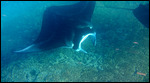 Manta Rays