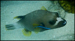 Puffer fish