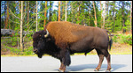 Bison
