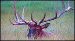 Elk