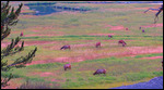 More Elk