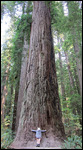 Big ass tree