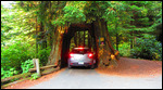 Drive through tree