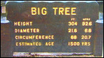 The big one