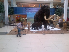 Mammoths invade the shopping mall