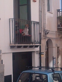Even the Watchdogs Take Life Easy in Sicily!