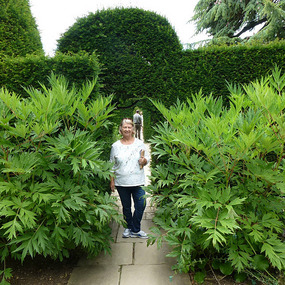 In a garden room