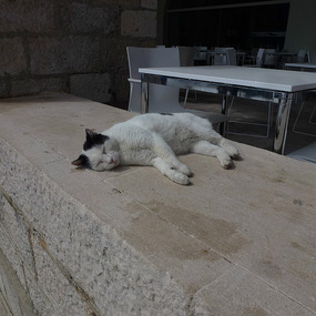 One of many kitties in town, just chilling