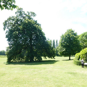 Beautiful massive trees