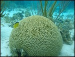 Coral