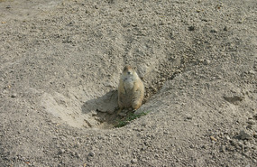 Prairie Dog