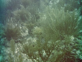 Belize Reef