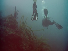Divers