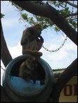 Monkeys
