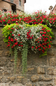Eguisheim
