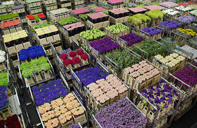 Flower Auction