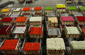 Flower Auction