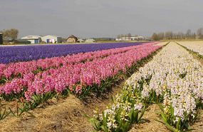 flower fields