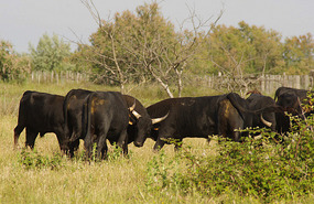 Camargue