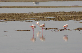 Camargue