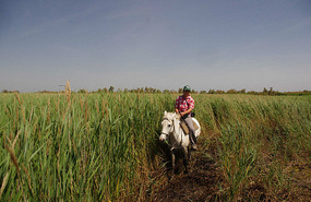Camargue