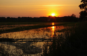 Camargue