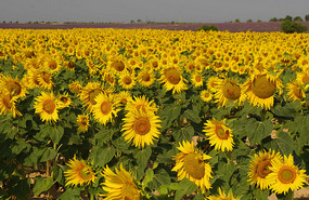 Valensole