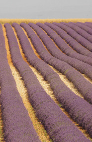 Valensole