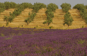 Valensole