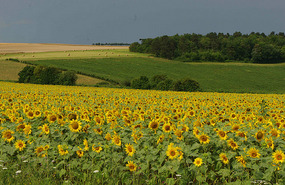 sunflowers