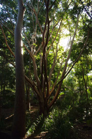 Botanic Gardens
