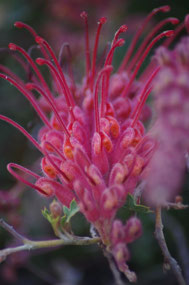 Botanic Gardens
