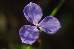 Wildflowers