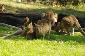 Kangaroos
