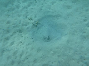 Stingray hiding