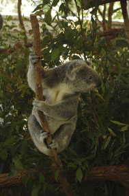 Koala