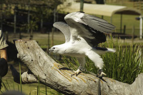 Raptor Show