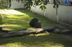 Wombat