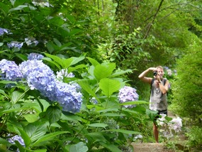 Hydrangeas on the hike down the mountain