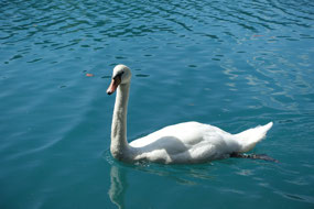 A swan on Lake Bled