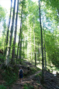 Woodland above Lake Bohinj, Triglav Nat Pk