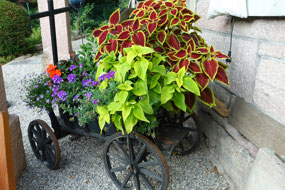 Barrow of plants