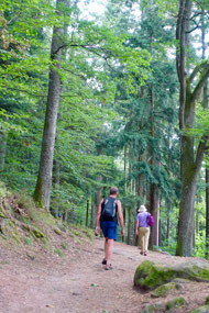 The forest walk to the castle
