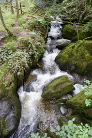 Stock Ghyll Force (waterfall) nr Ambleside