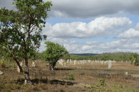 Magnetic termite mounds