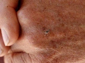 A tiny spider