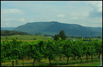 Vineyards, coal mines, and mountains--it's home!