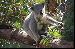 A koala in a Eucalyptus tree--classic Australia