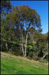 One of 300 species of eucalyptus (gum) trees