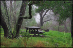 Rain makes many things more beautiful